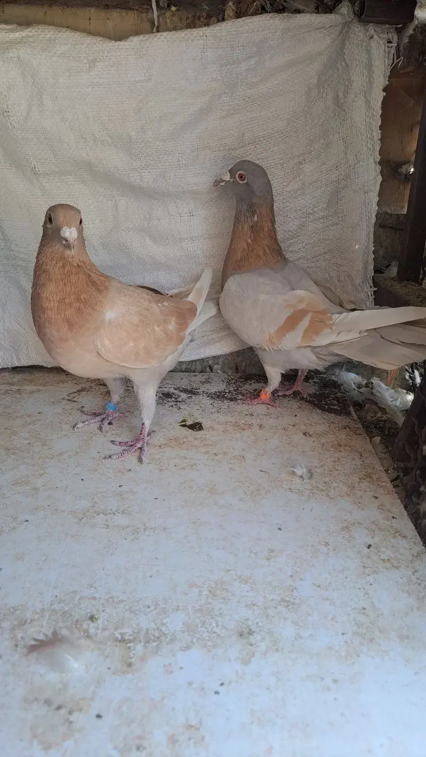 ماده کرم ماده هلی زرد پلاکی|پرنده|شیراز, شهرک مفتح|دیوار