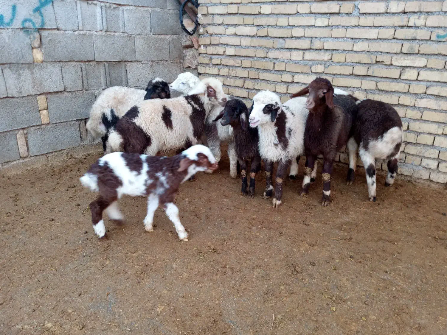 میش وبره|حیوانات مزرعه|کرمانشاه, |دیوار