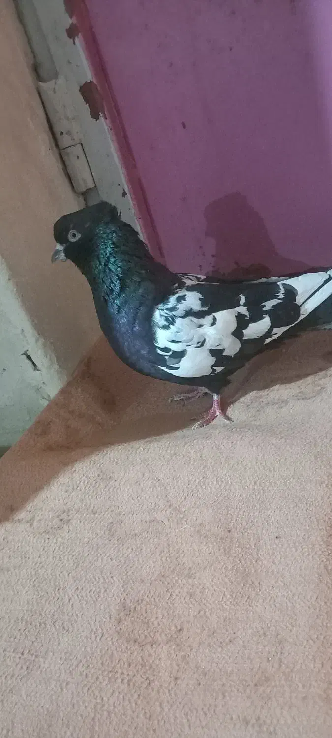 فک کنم نر است کاکلی و پرشی|پرنده|شیروان (خراسان), |دیوار