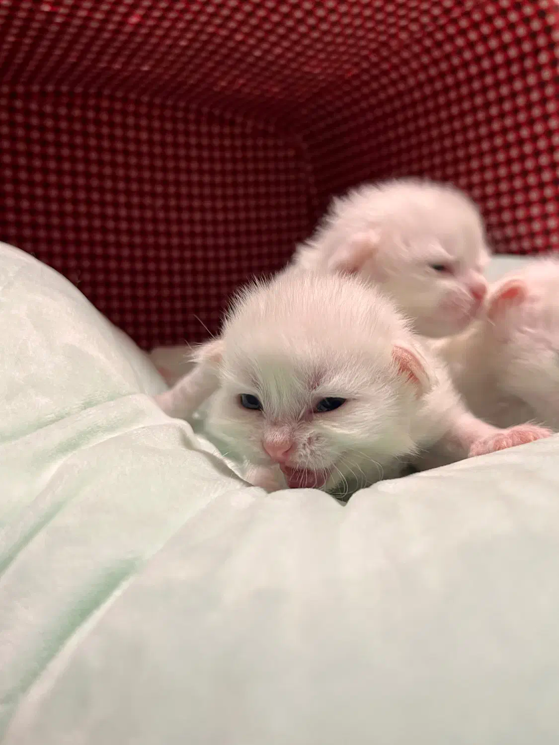 رزرو گربه های با اصالت و با کیفیت|گربه|محمودآباد, |دیوار