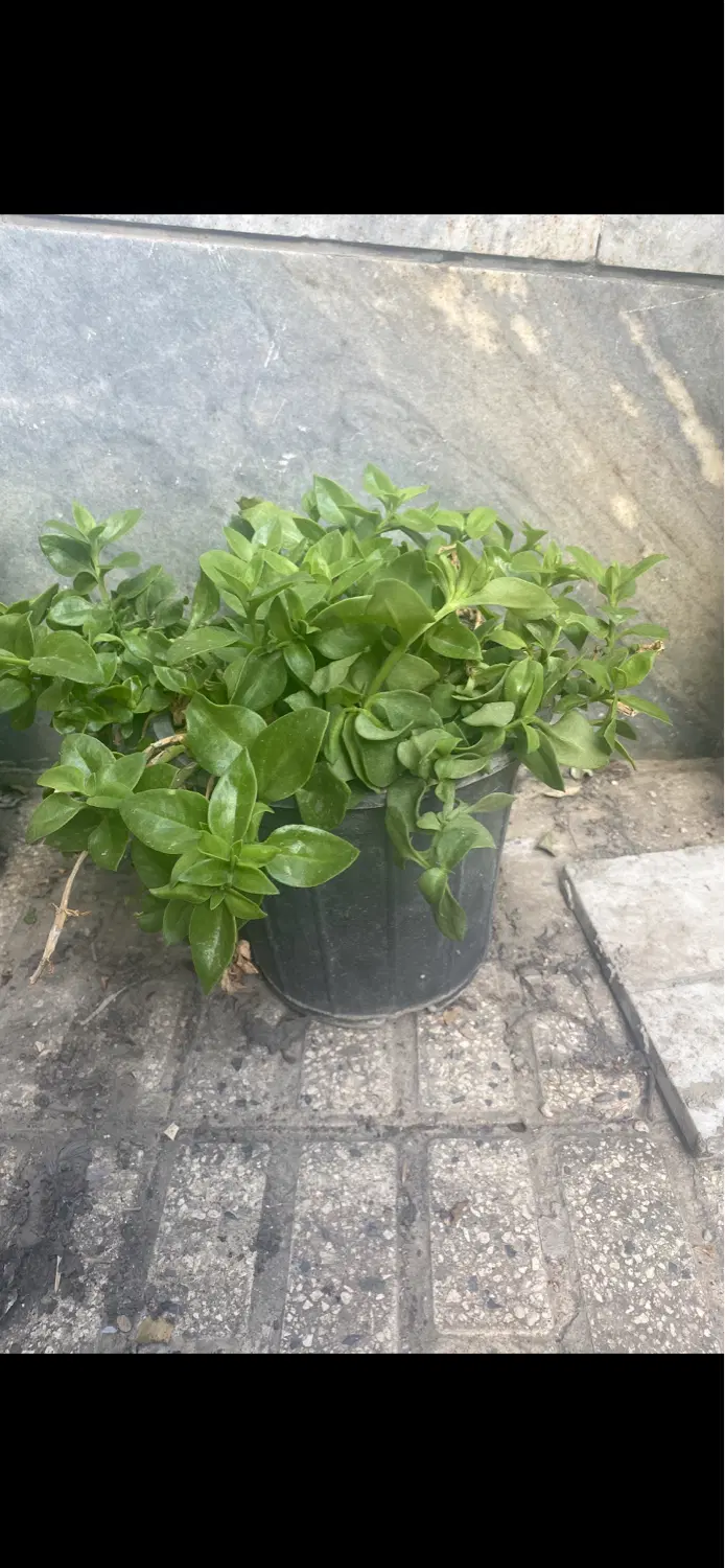 گل ناز کاکتوس برگ بیدی یوکا آلوئه ورا و میخک هندی|گل و گیاه طبیعی|تهران, جیحون|دیوار