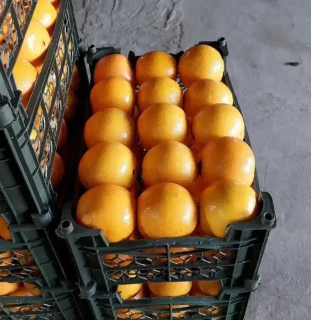 موز درجه یک مجلسی|خوردنی و آشامیدنی|مشهد, نوید|دیوار