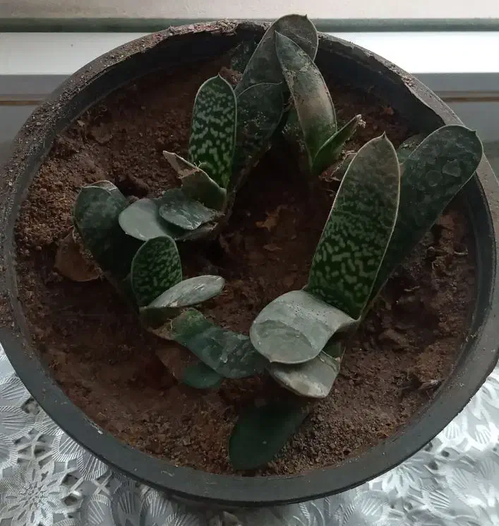 گلهای طبیعی|گل و گیاه طبیعی|آذرشهر, |دیوار