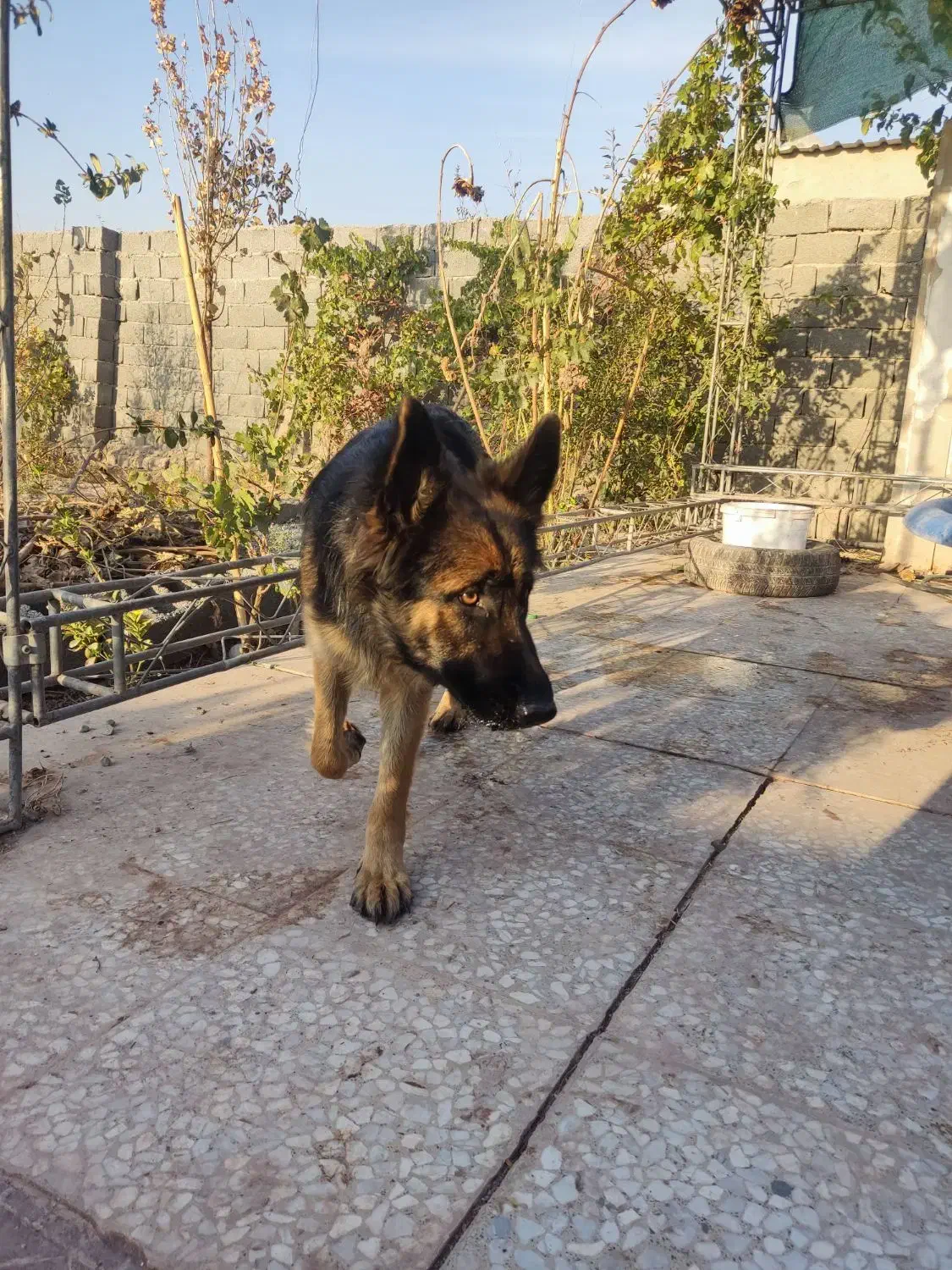 ژرمن ماده اصیل|سگ|رباطکریم, حصار مهتر|دیوار