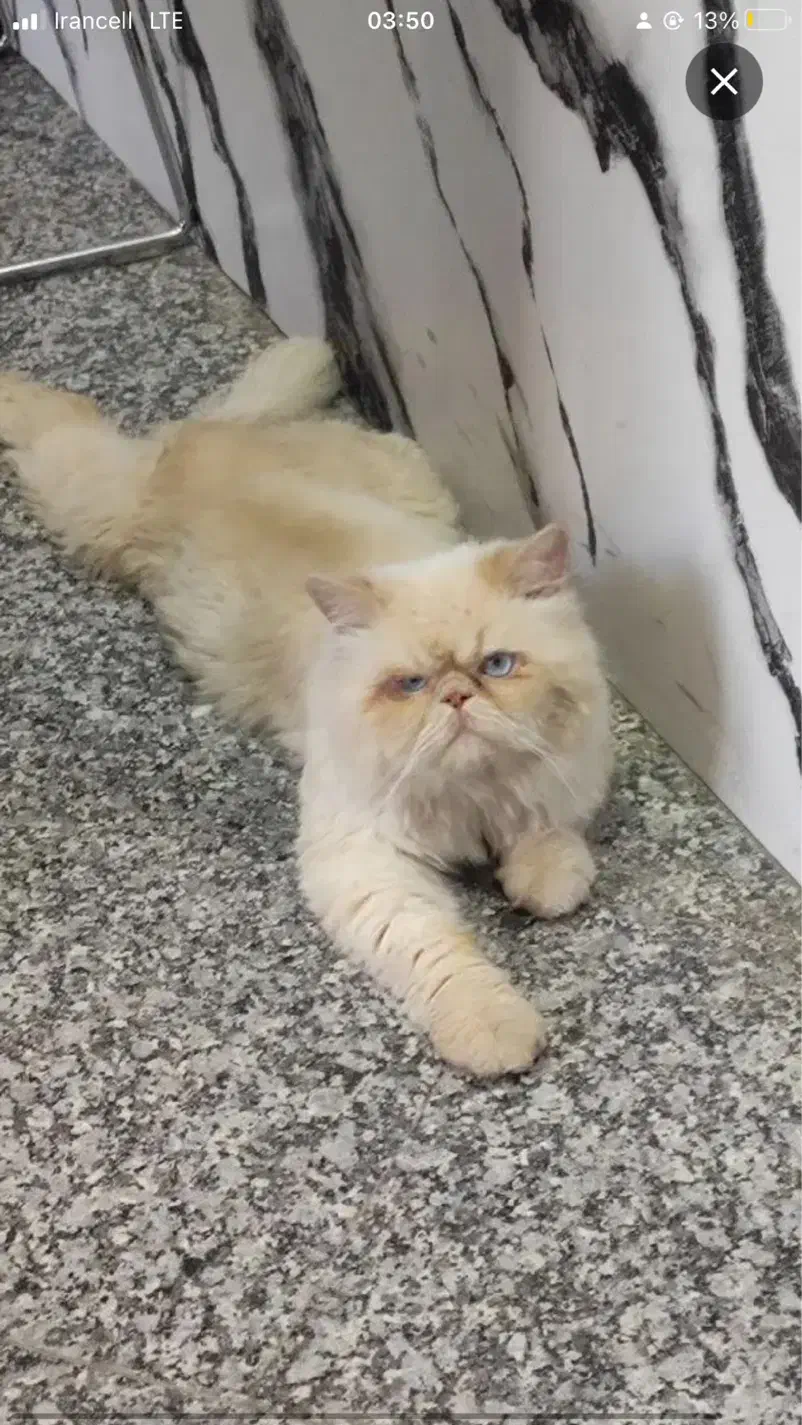 گربه پرشین سوپر فلت|گربه|سنندج, |دیوار