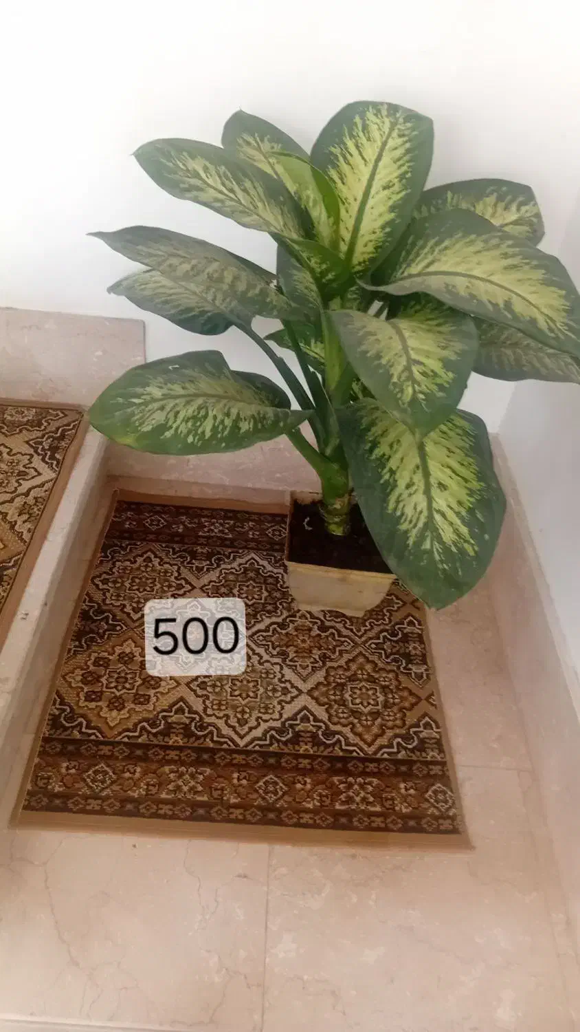 گل دیفن باخیا|گل و گیاه طبیعی|تالش, هشتپر|دیوار