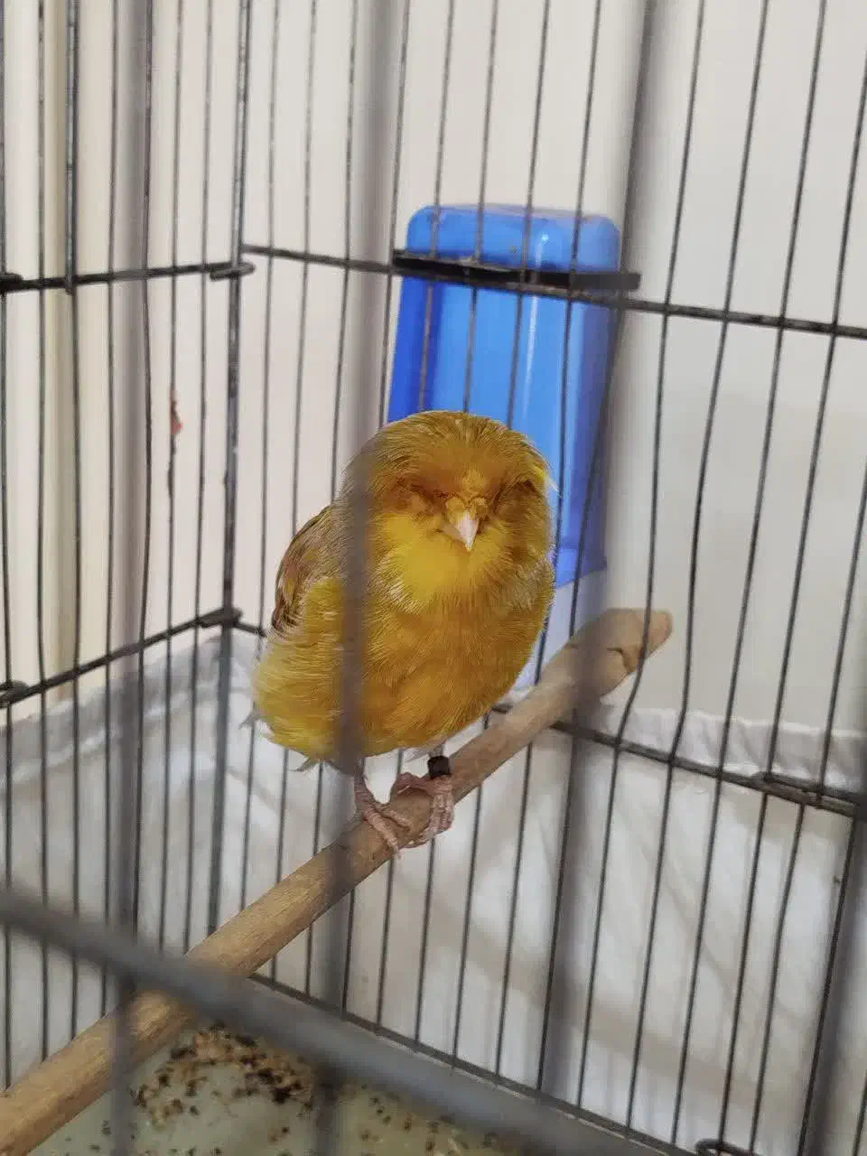 قناری کرست نر بخون|پرنده|رباطکریم, شهرک والفجر|دیوار