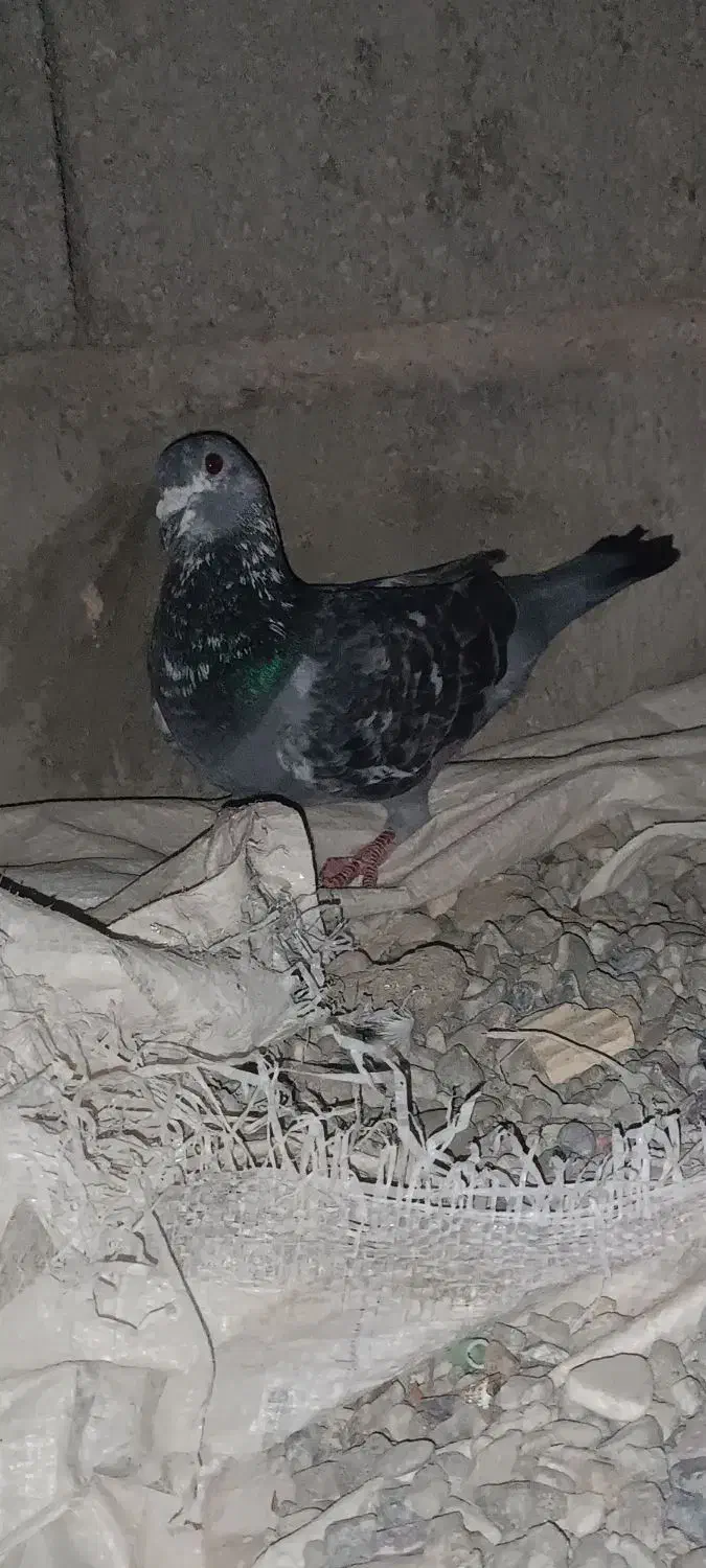 کبوتر نر گوک|حیوانات|ایرانشهر, |دیوار