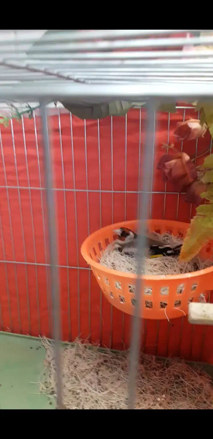 سره ماده|پرنده|ملایر, |دیوار