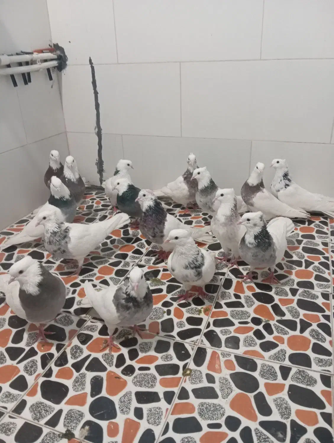 واگذاری پرنده اصل و نسب دار|پرنده|کوهدشت, |دیوار