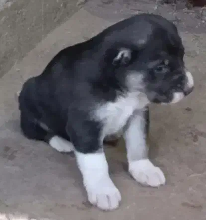 سرابی|سگ|تهران, منیریه|دیوار