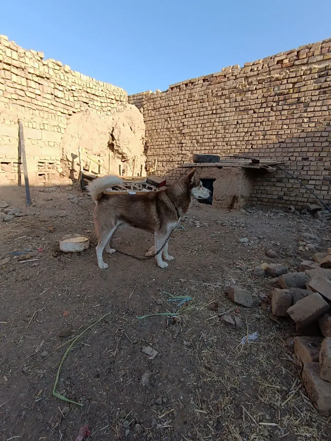 هاسکی|سگ|نیشابور, مازول|دیوار