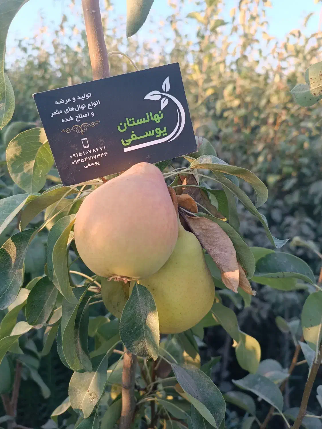 درخت ، نهال گلابی صادراتی پر ثمر ، گلخانه|خدمات باغبانی و درختکاری|مشهد, همت آباد|دیوار