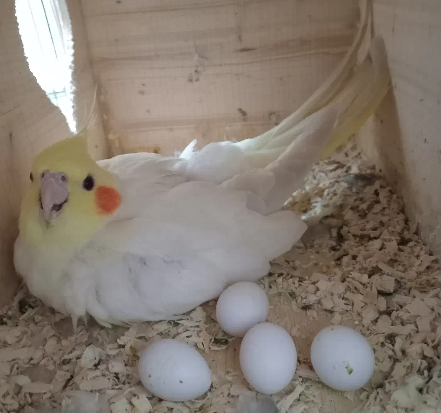 چهارعدد عروس هلندی زیبا|پرنده|قائمشهر, |دیوار