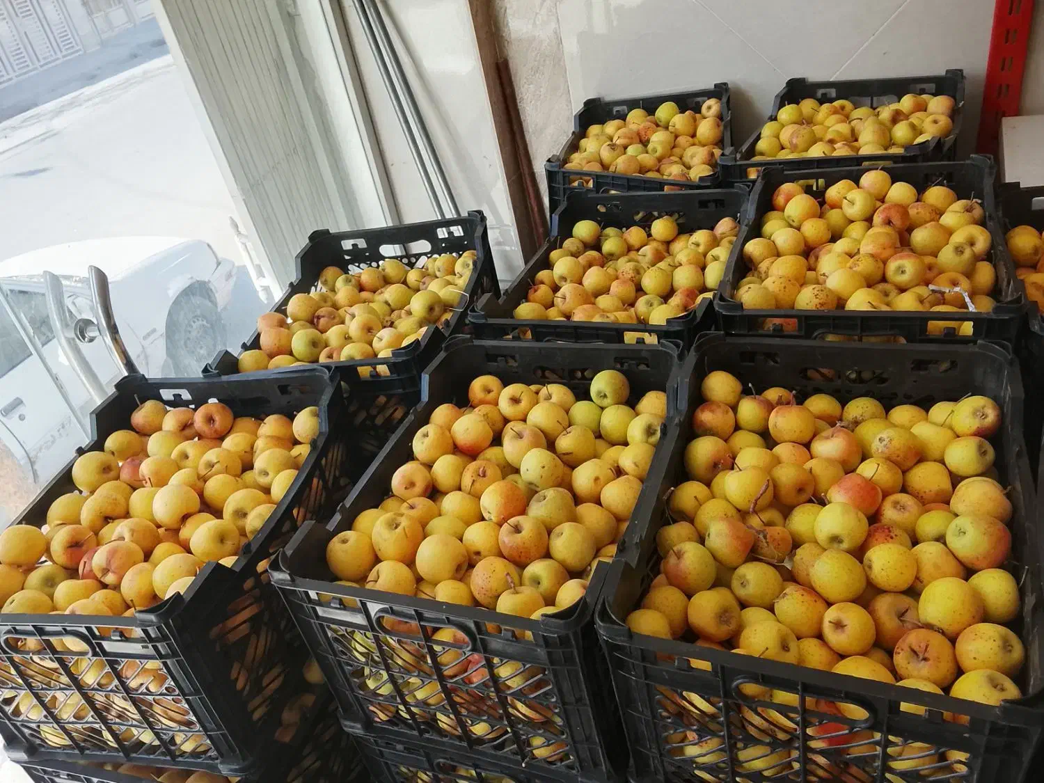 سیب ابگیری|خوردنی و آشامیدنی|قم, شهر قائم|دیوار