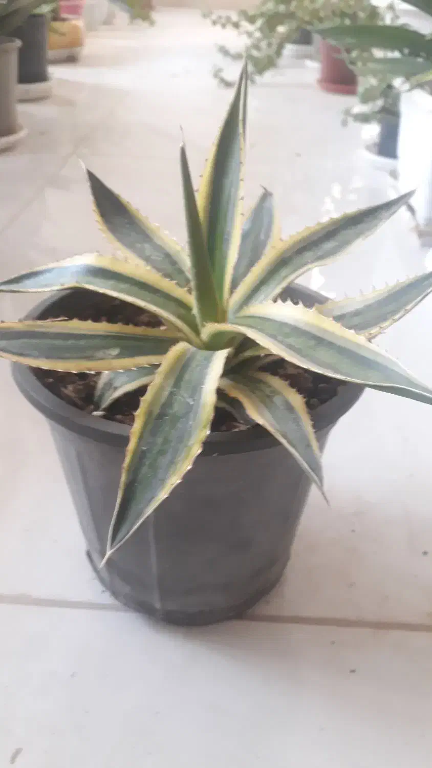 آگاو ابلق مینیاتوری|گل و گیاه طبیعی|بسطام, |دیوار