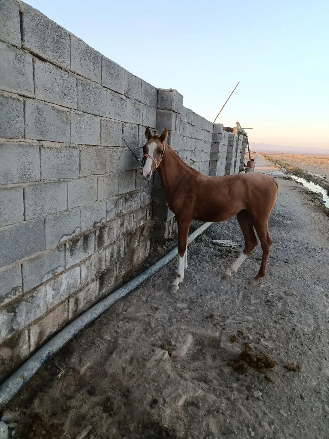 اسب وتجهیزات|اسب و تجهیزات اسبسواری|رودشت (اصفهان), |دیوار