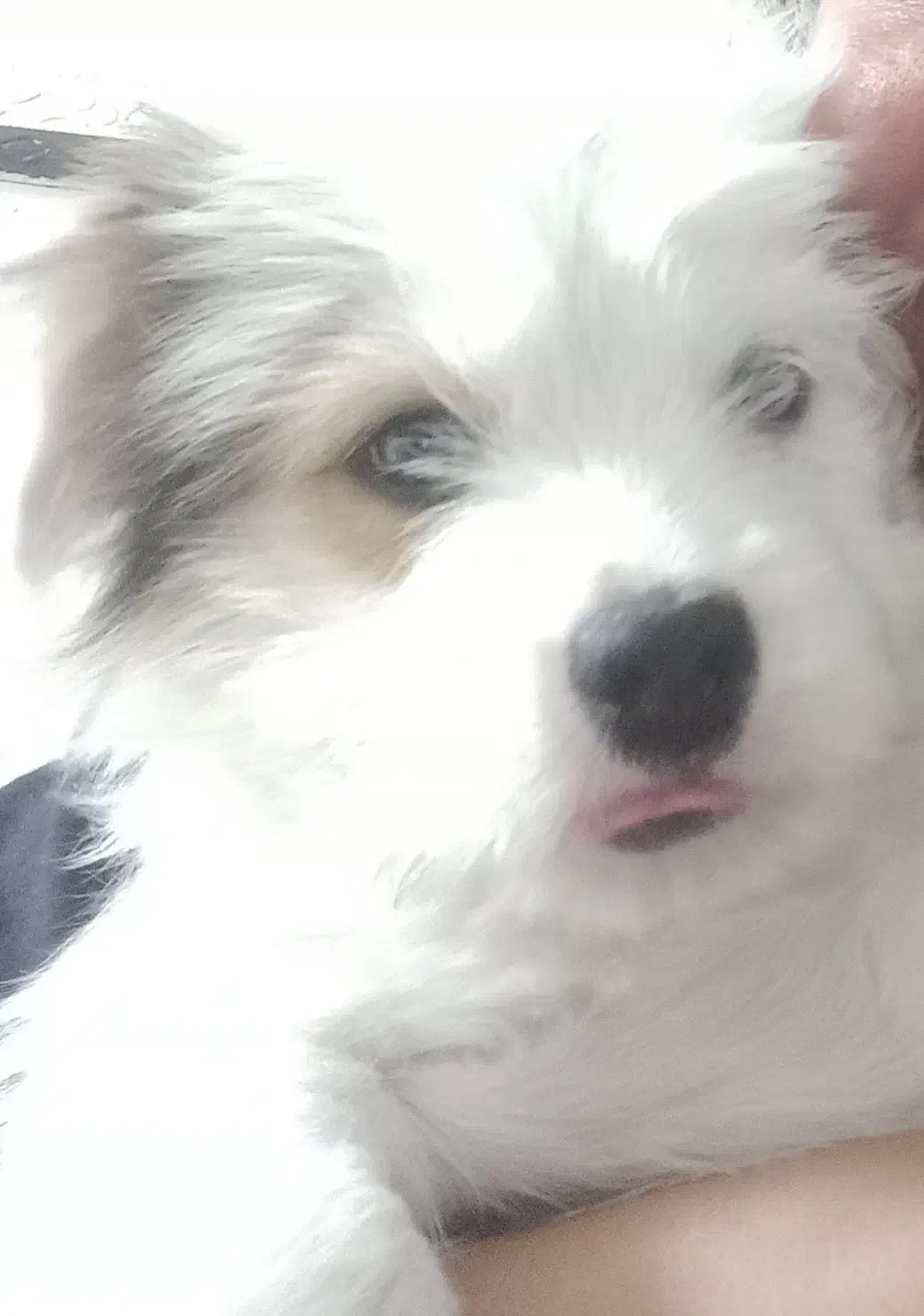 شیتزو ماده قیمت ۲۵۰۰|سگ|فولادشهر, زاینده رود|دیوار