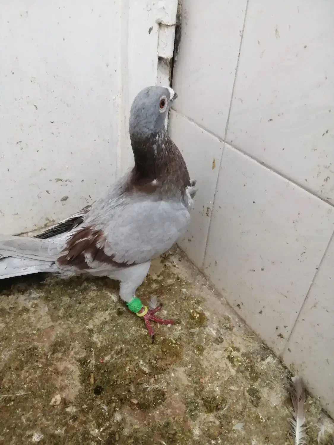 گمشده|حیوانات|سبزوار, توحیدشهر|دیوار