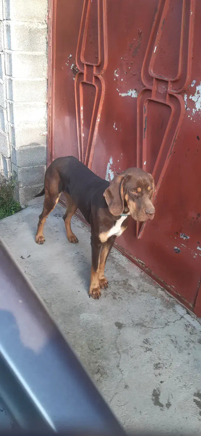 پوینتر ماده ۷ماهه آماده آموزش..|سگ|لاهیجان, کوی خزر|دیوار