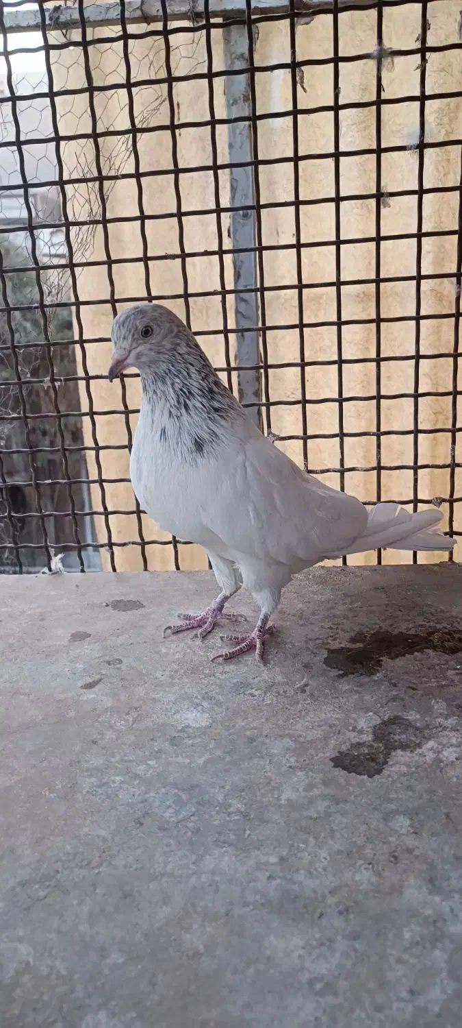 جفت پرشی|پرنده|تهران, دردشت|دیوار