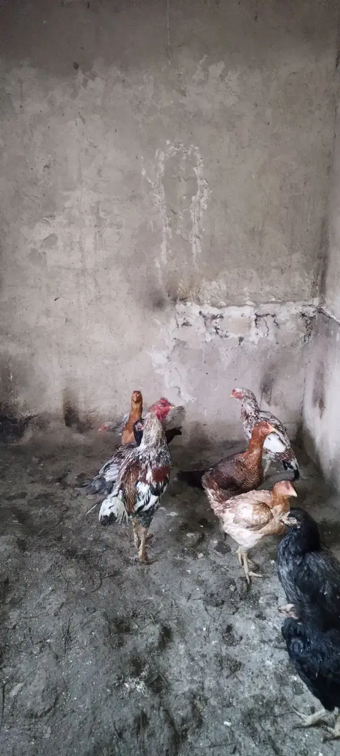 لاری|حیوانات مزرعه|قروه, |دیوار