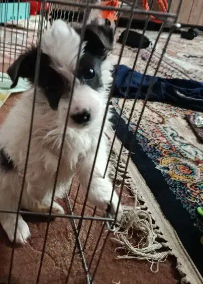 شیتزو|سگ|مشهد, رده|دیوار