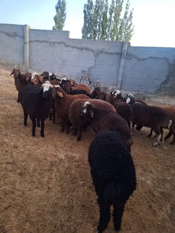 بره ماده هترو و همو|حیوانات مزرعه|شیروان (خراسان), |دیوار