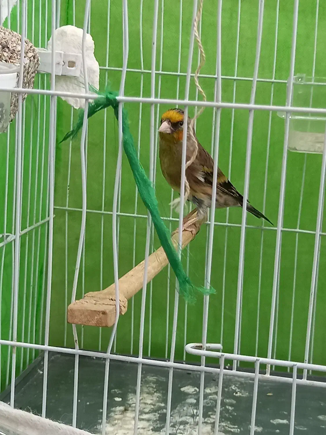 سهره قناری|پرنده|ساری, |دیوار