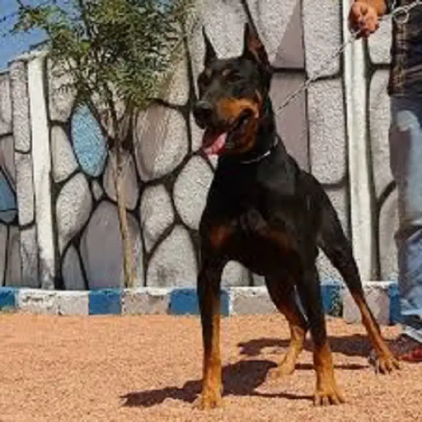 روت وایلر آمریکن دوبرمن اروپایی توله با برگه اصالت|سگ|تهران, اقدسیه|دیوار