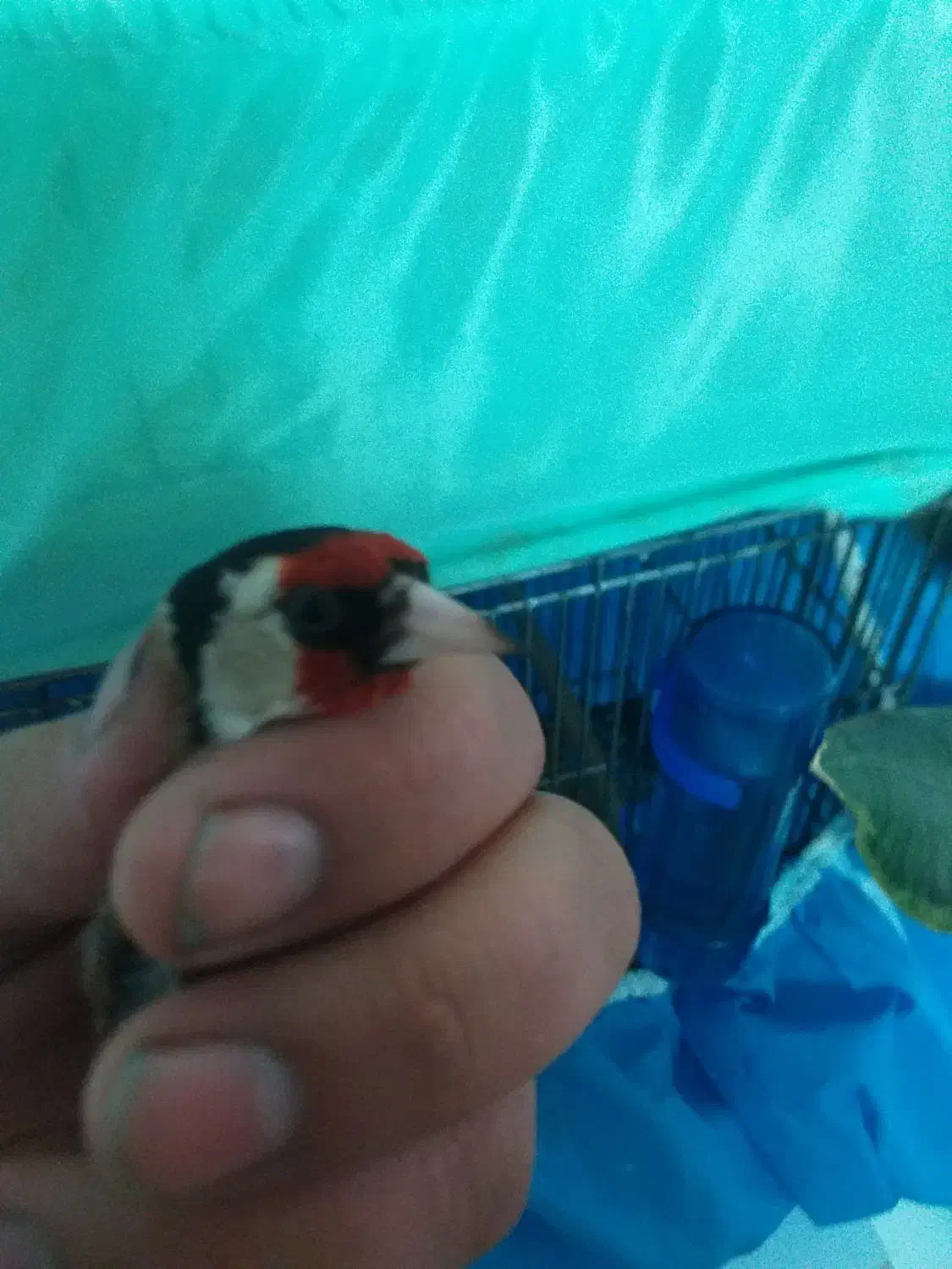 سهره|پرنده|دامغان, |دیوار