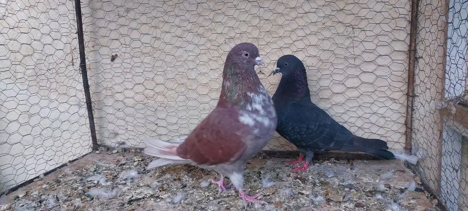 کبوتر سرخ پرشی|پرنده|اصفهان, حصه شمالی|دیوار