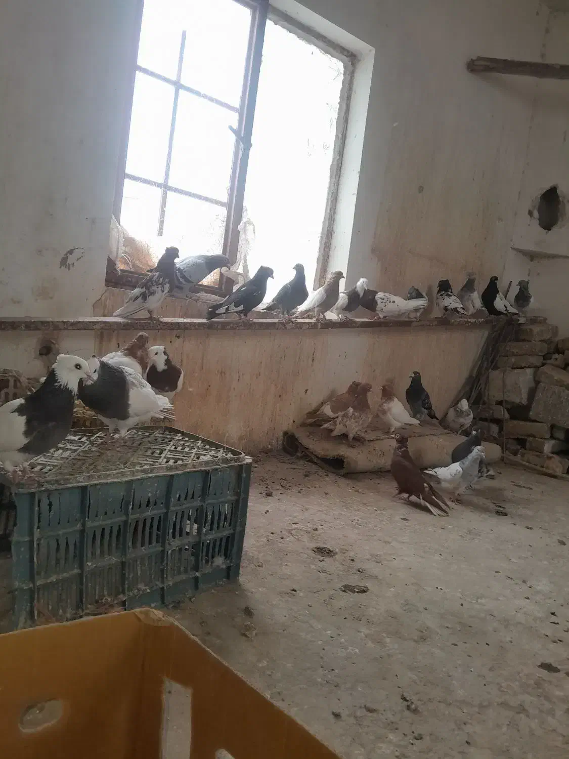 کفتر رنگه المانی بوم کبوتر پرش|پرنده|قلندر آباد, |دیوار