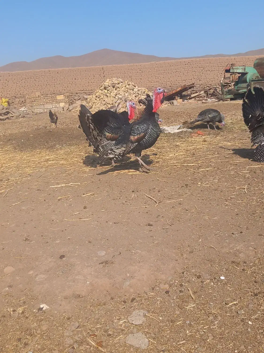 فروش بقلمون|حیوانات مزرعه|خوی, |دیوار