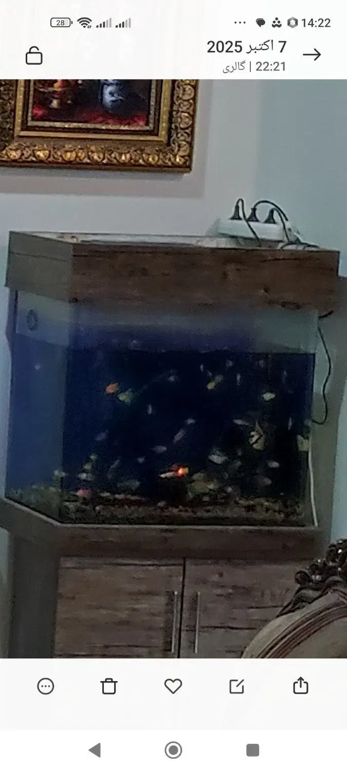 آکواریوم شیشه خم فوری زیر قیمت فقط 2000000|ماهی|فردیس, منظریه|دیوار