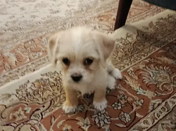 توله سگ شیتزو|سگ|تهران, هاشمی|دیوار