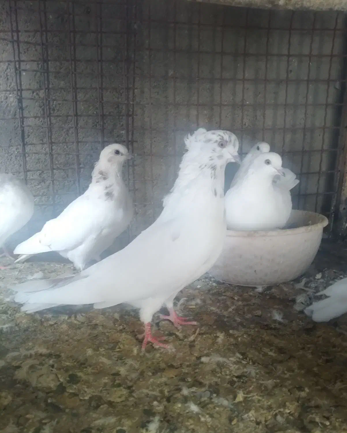 فروش کبوتر|پرنده|گرمسار, |دیوار