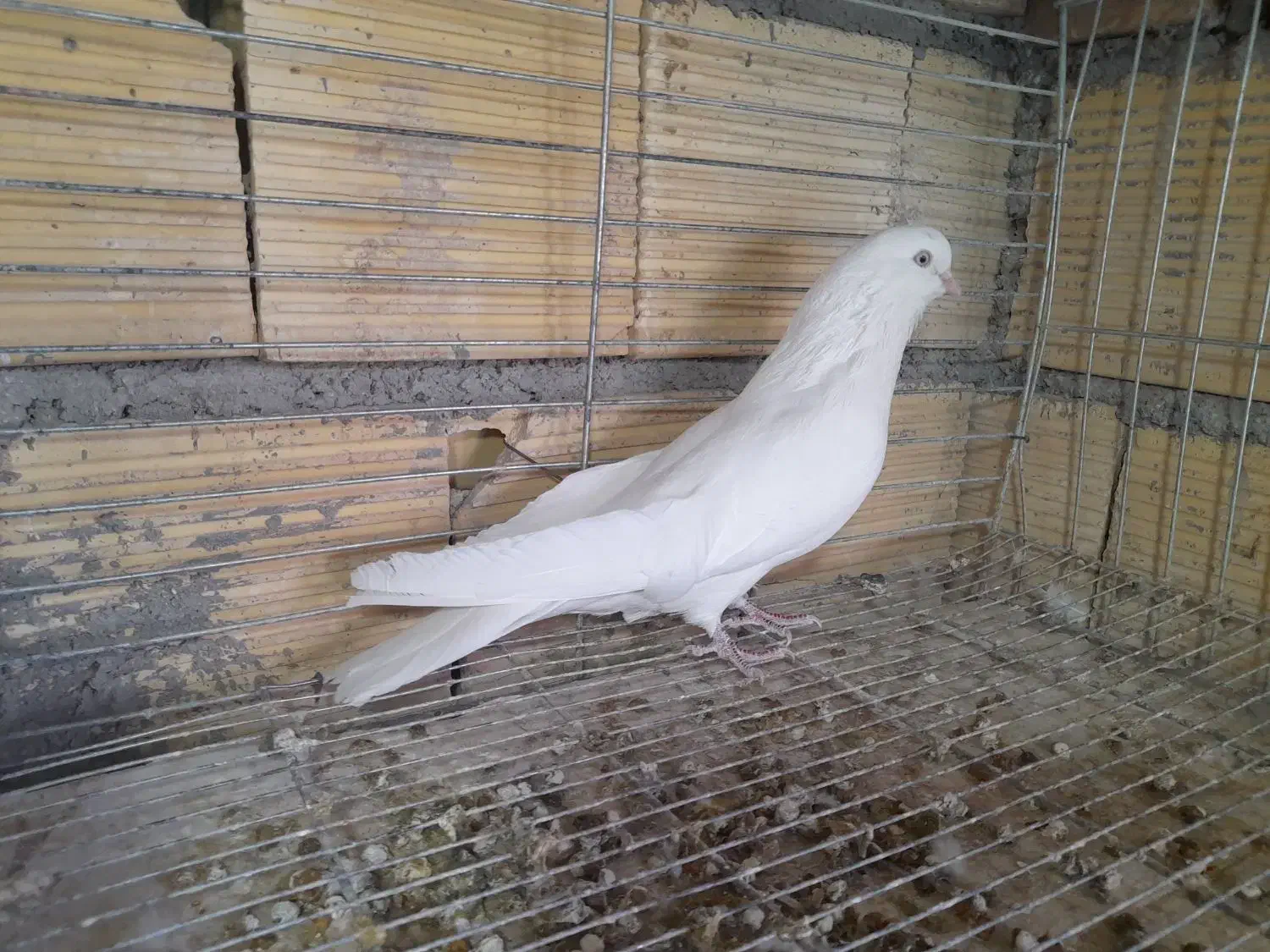 پرنده|پرنده|بروجن, |دیوار