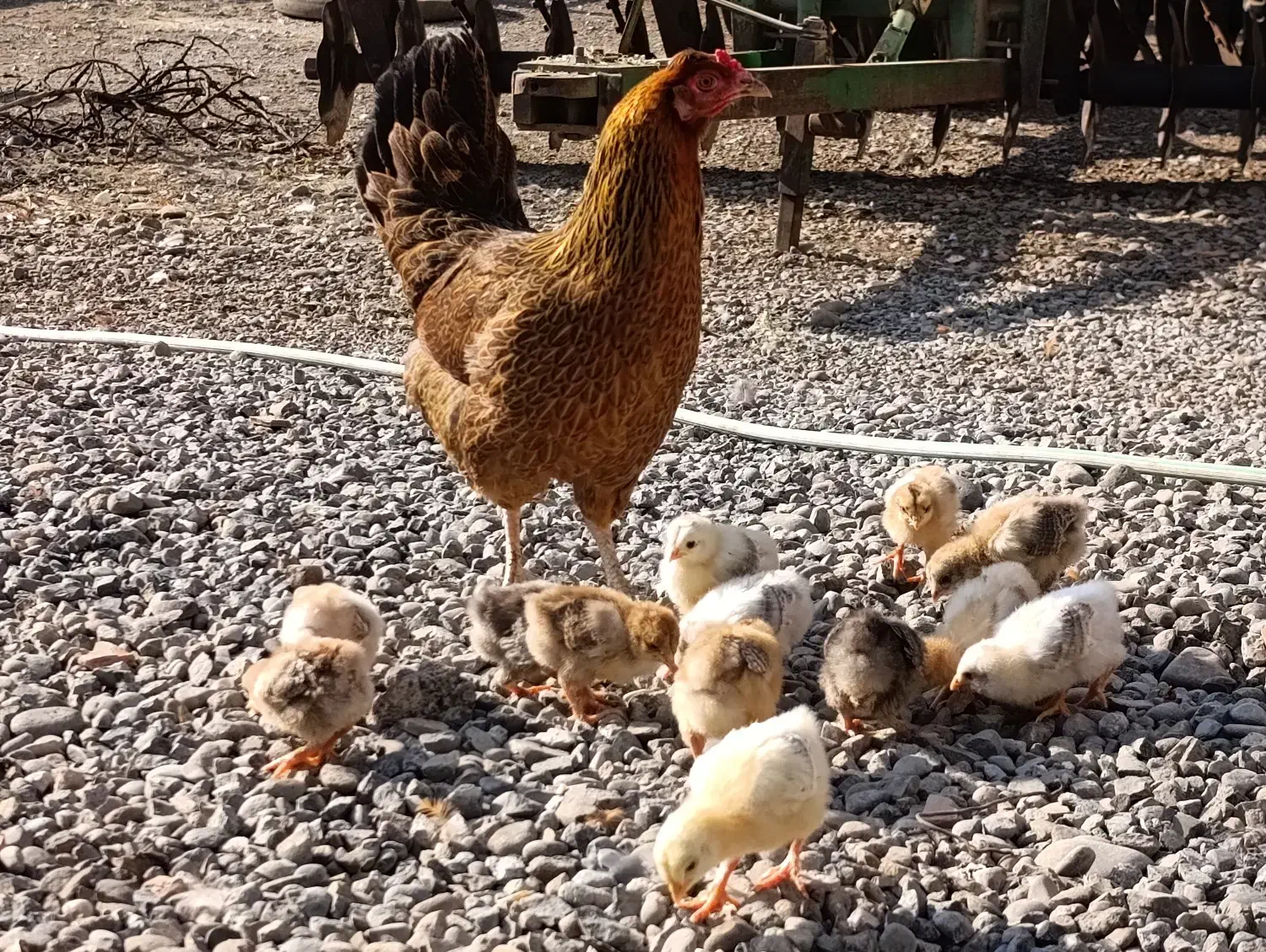 مرغ گرک با جوجه ها|حیوانات مزرعه|پارس‌آباد, |دیوار