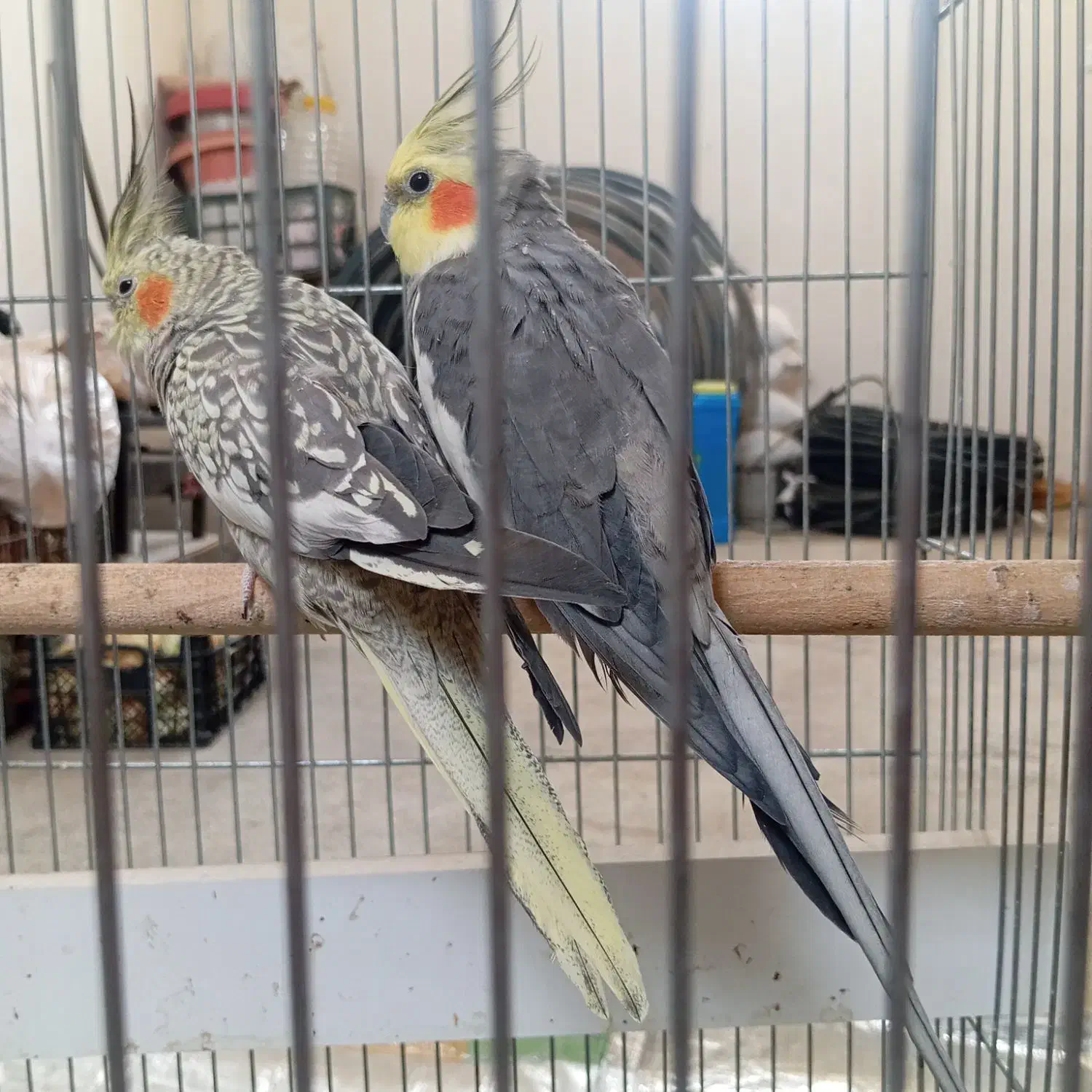 جفت عروس هلندی مولد|پرنده|مهاباد (آذربایجان غربی), |دیوار