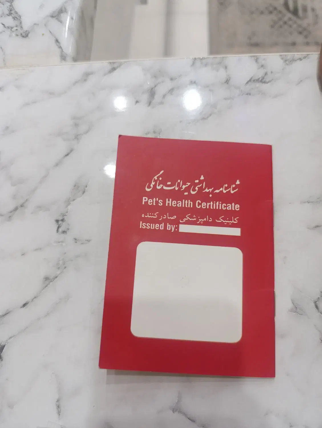 توله سگ پامر اشپیتز نر|سگ|اسدآباد, |دیوار