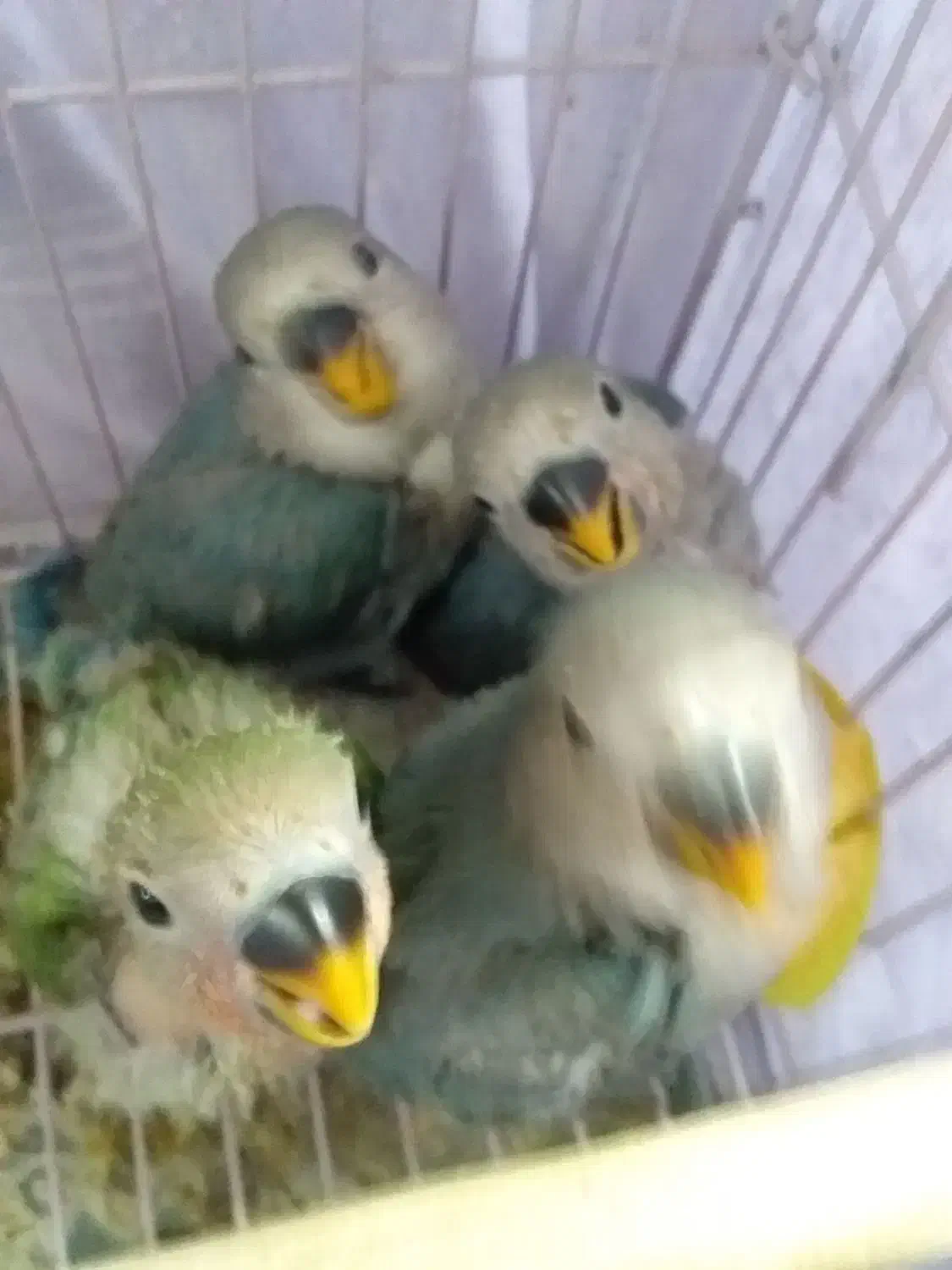 طوطی کوتوله|پرنده|سمنان, |دیوار