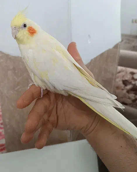 عروس هلندی لوتینو|پرنده|دیواندره, |دیوار