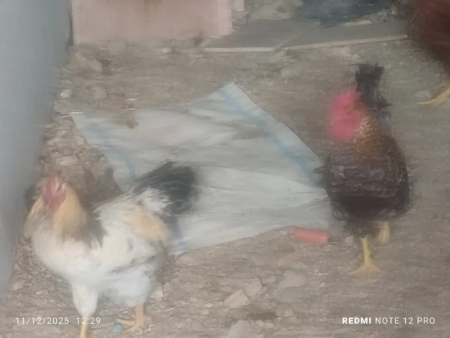 فروش جوجه خروس و مرغ محلی|حیوانات مزرعه|جهرم, |دیوار