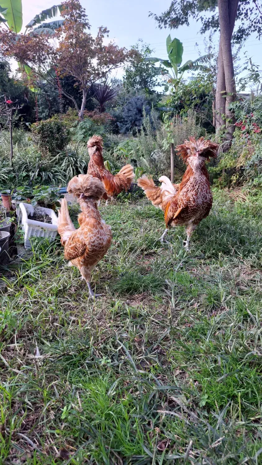 فروش پولندطلایی|حیوانات مزرعه|رامسر, |دیوار