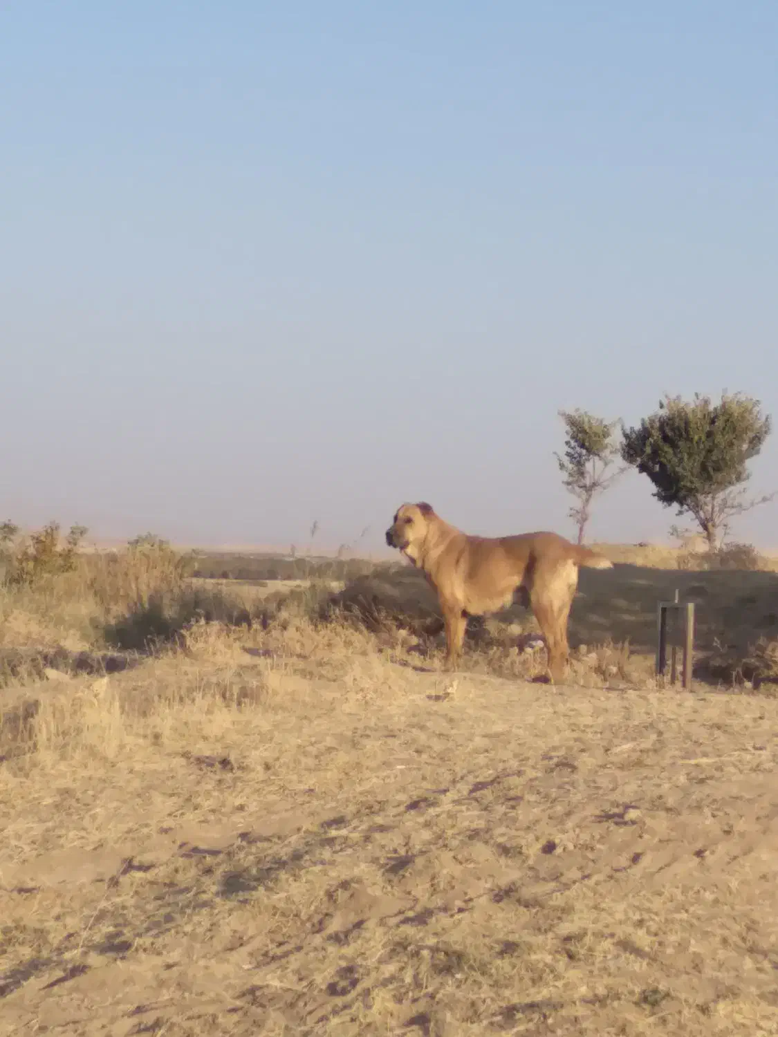 دله خراسانی|سگ|نهاوند, |دیوار