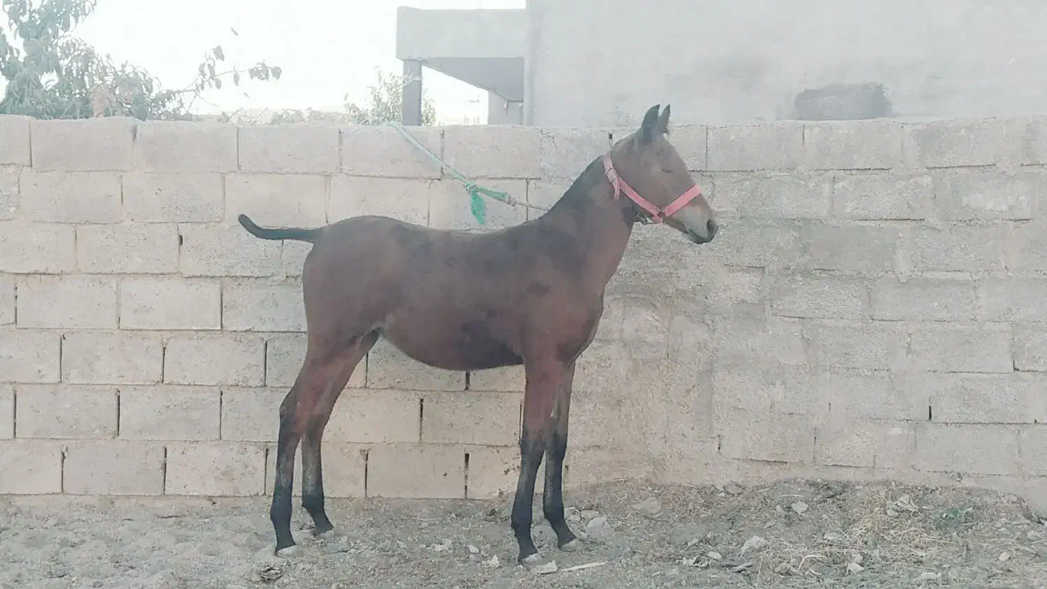 کره مادیان قره کهر شش ماه نوه سیوان فیضی بوکان|اسب و تجهیزات اسبسواری|بناب, |دیوار