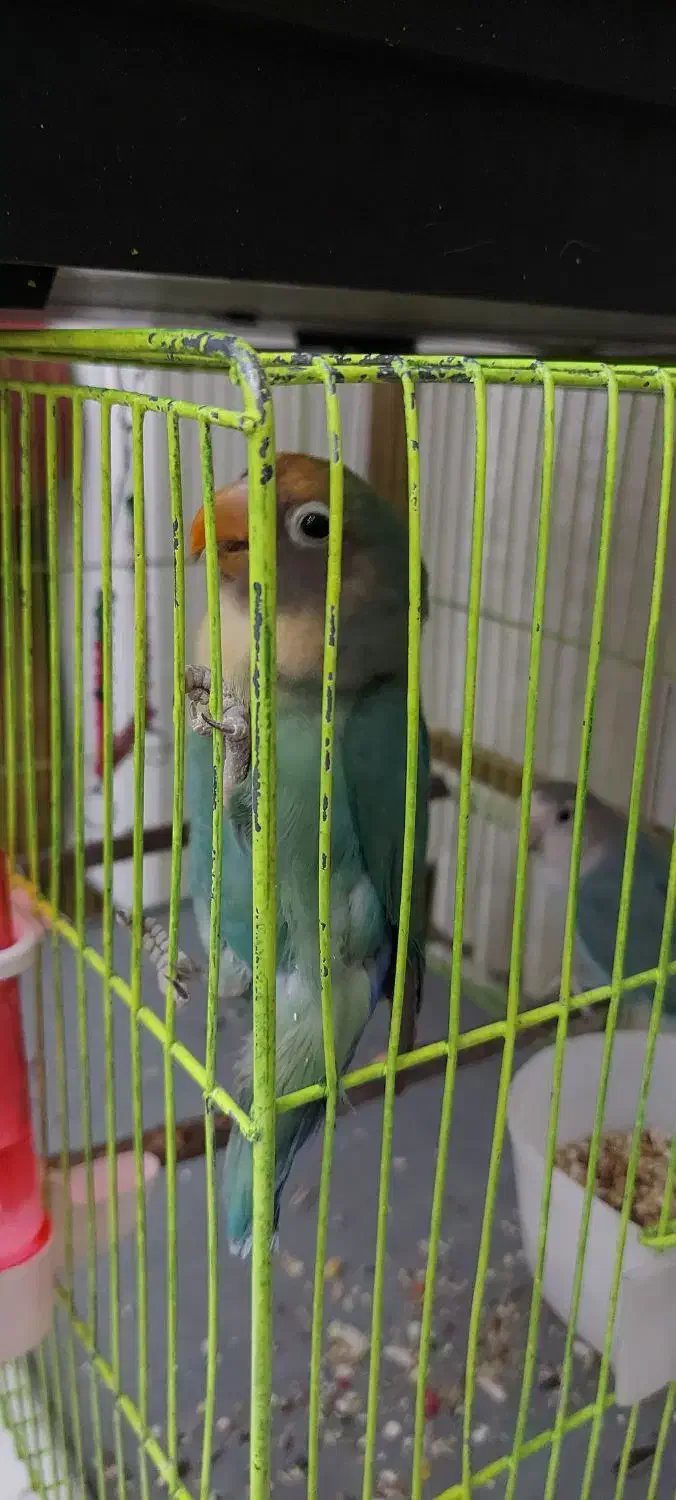 برزیلی|پرنده|اندیشه, اندیشه فاز ۲|دیوار