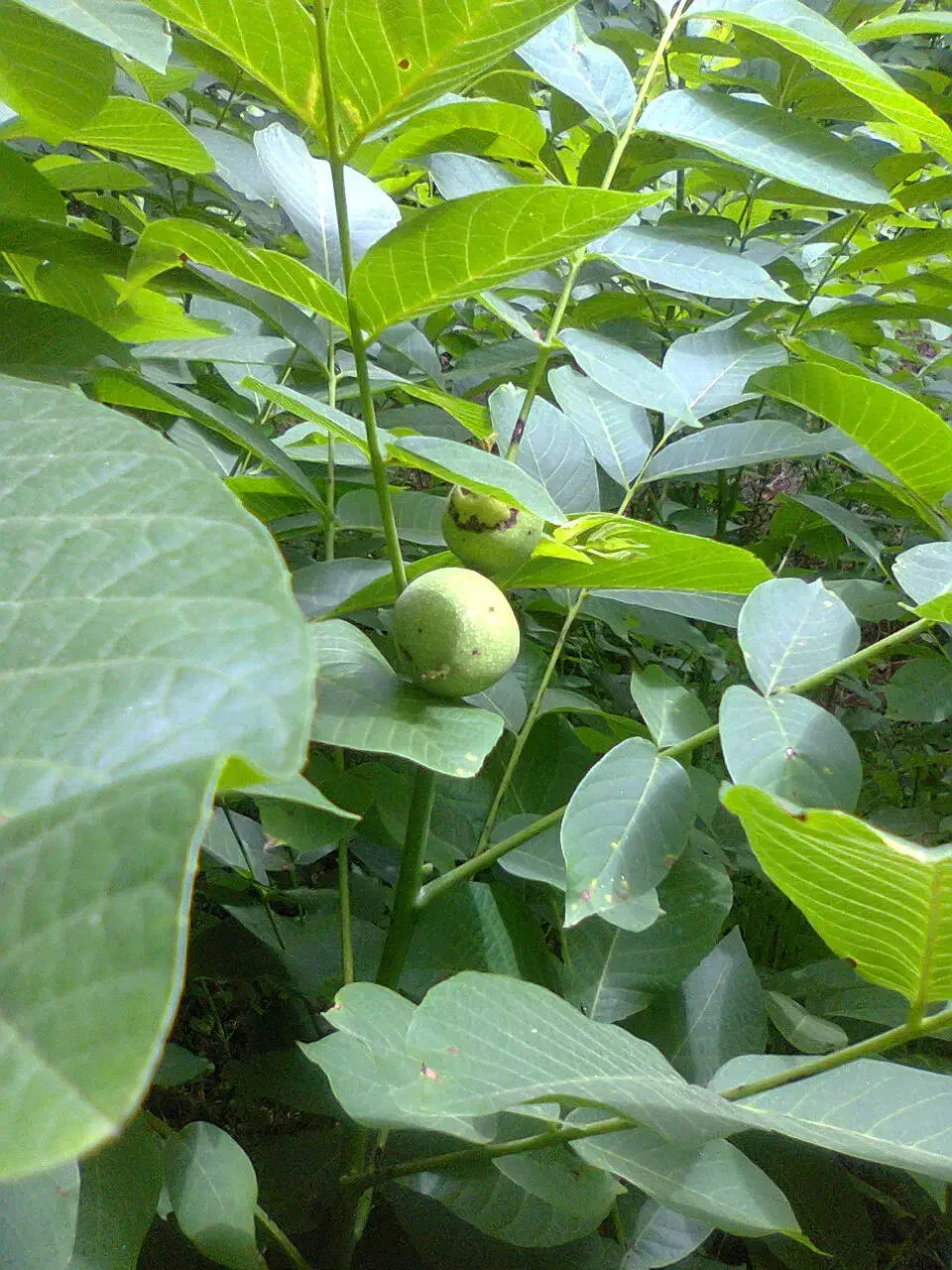 فروش نهال گردوی زود بار ده و مقاوم به سرمای بهاره|خدمات باغبانی و درختکاری|مرند, |دیوار