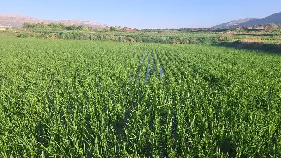 برنج کامفیروزی|خوردنی و آشامیدنی|شیراز, گلشن|دیوار